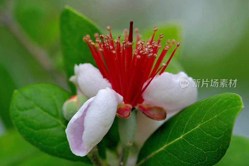 飞燕花/菠萝番石榴/六甲飞燕花